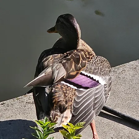 Appartement Anna Gyoengye